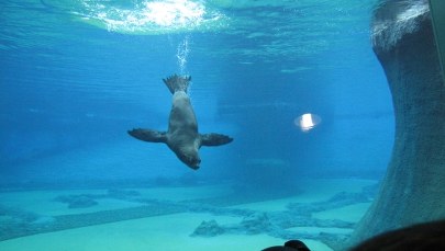 Wrocławskie Afrykarium już oficjalne otwarte