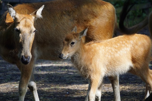 Wrocławskie stado to trzy samice, samiec dominujący i dwa cielaki. Jeden ma już rok. Drugi blisko półtora miesiąca. /Wrocławskie ZOO /