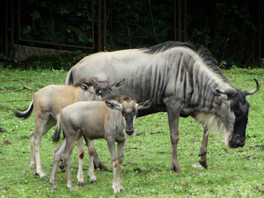 Wrocławskie zoo jest jedynym w Polsce, gdzie można zobaczyć gnu białobrode /Paweł Pyclik /RMF FM