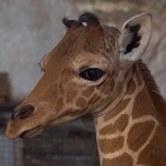 Wrocławskie zoo ma nową mieszkankę. To żyrafa siatkowana Inuki