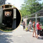 Wrocławskie zoo ma nowego lokatora. Bernie przyleciał do Polski samolotem