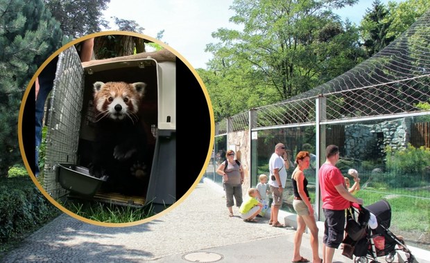 Wrocławskie zoo ma nowego lokatora. Bernie przyleciał do Polski samolotem