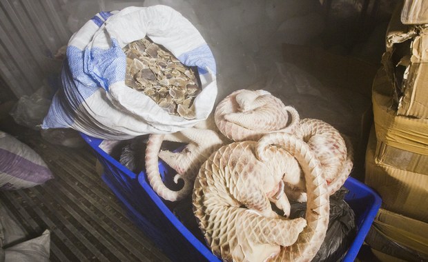 Wrocławskie zoo szkoli policjantów. Mundurowi dowiedzą się, jak złapać węża