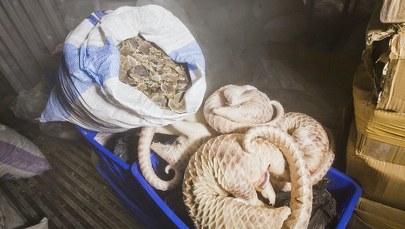 Wrocławskie zoo szkoli policjantów. Mundurowi dowiedzą się, jak złapać węża