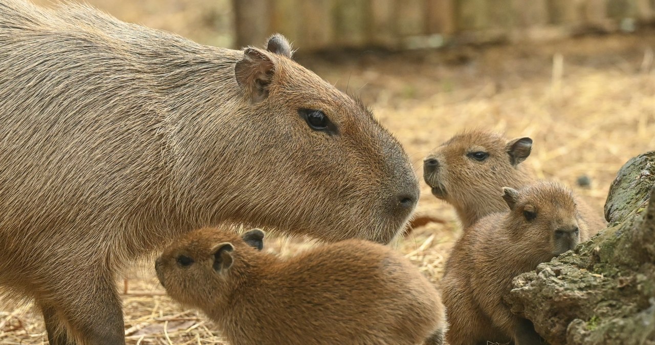 Wrocławskie zoo szuka opiekuna dla kapibar. Takie stawia wymagania /JOAQUIN SARMIENTO / AFP /AFP