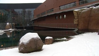 Wrocławskie zoo zamknęło pingwiny w izolatce. To uchroni je przed ptasią grypą