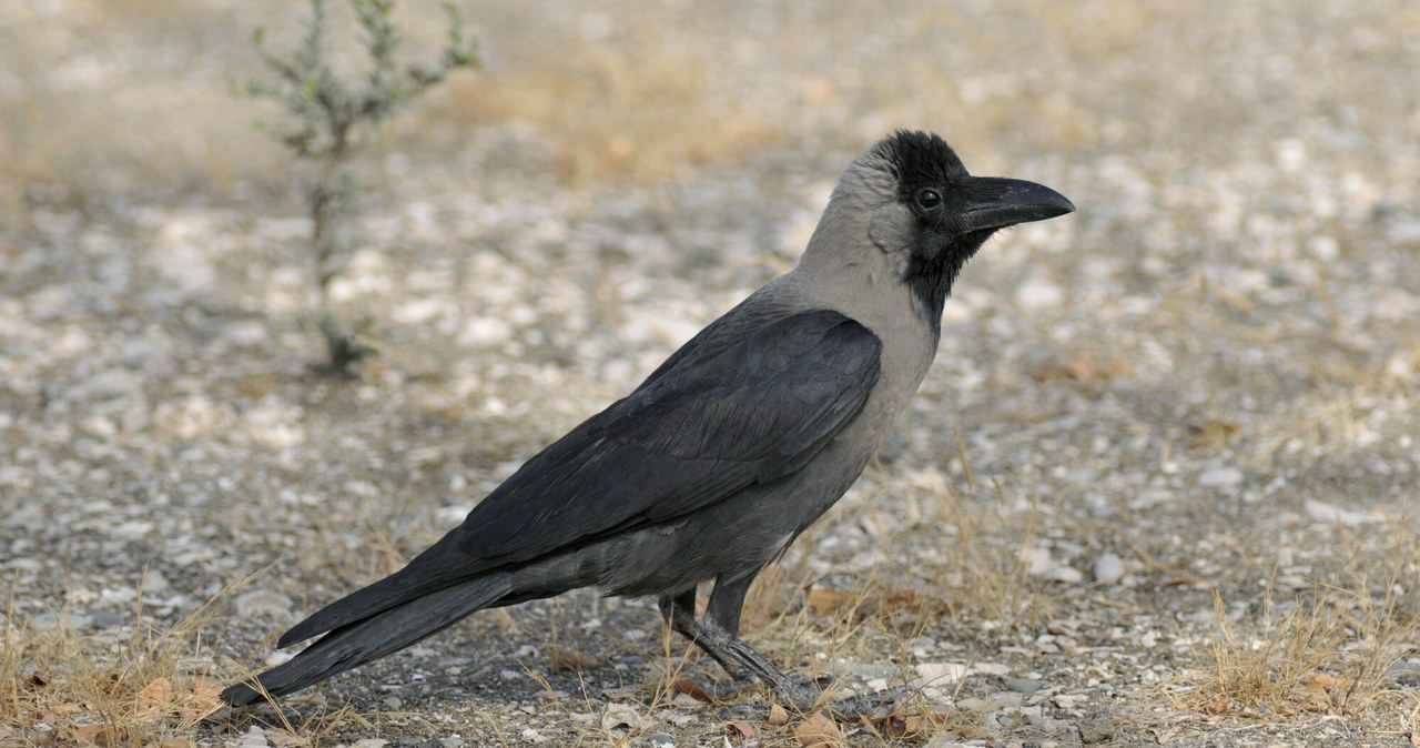 Wrona orientalna (łac. Corvus splendens) jest uznawana w Polsce za gatunek inwazyjny /KINA / René Pop /East News