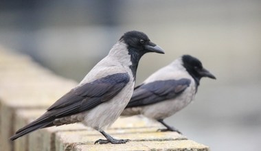 Wrony w Warszawie padają jedna po drugiej. To gorączka Zachodniego Nilu?