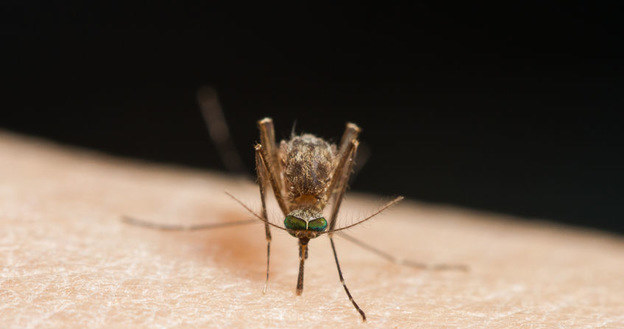 Wrotycz pospolity odstrasza także komary. /123RF/PICSEL