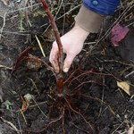 Wrzesień w ogrodzie. Jakie rośliny najlepiej sadzić jesienią? 