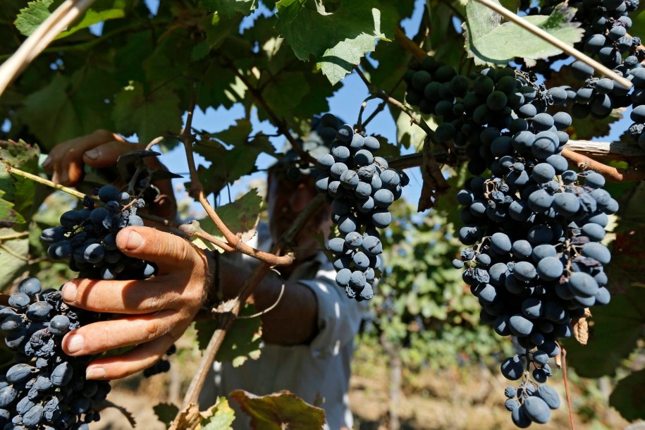 Wrześniowe święto związane jest z uwieńczeniem prac przy zbiorach w winnicach / 	ZURAB KURTSIKIDZE    /AFP/PAP/EPA