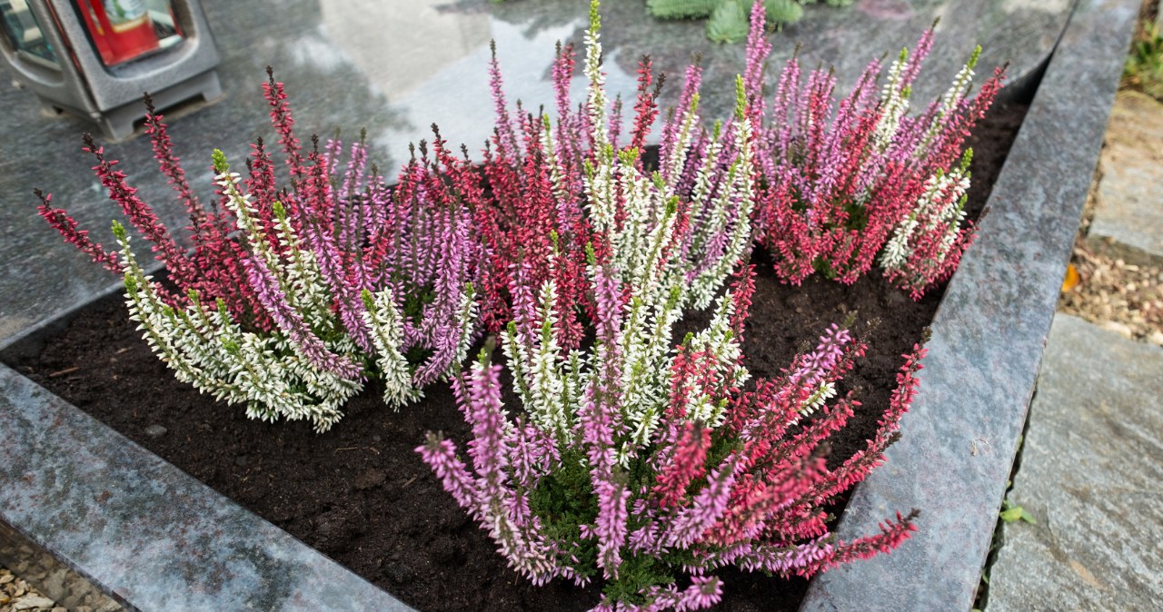 Wrzosy i wrzośce tworzą dekoracyjne kompozycje na cmentarz /Canva /Pixel