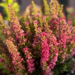 Wrzosy za elektrośmieci. Rusza kolejna edycja akcji "Kwiaty za elektrograty"