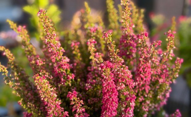 Wrzosy za elektrośmieci. Rusza kolejna edycja akcji "Kwiaty za elektrograty"