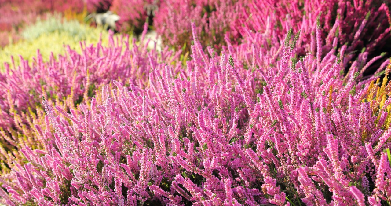 Wrzosy źle znoszą nadmiar wilgoci /123RF/PICSEL