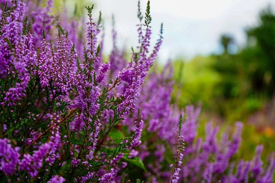 Wrzosy /Shutterstock