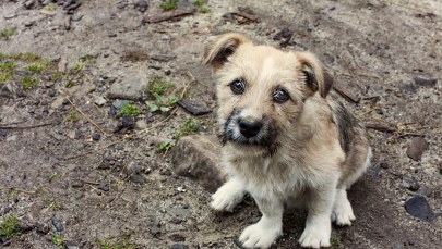 ​Wrzucił do kontenera na śmieci worek z żywym psem