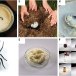 Wrzucili mrówki do mleka, zakopali na noc. Efekt? Przekonaj się sam!