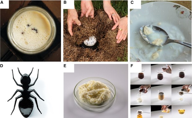 Wrzucili mrówki do mleka, zakopali na noc. Efekt? Przekonaj się sam!