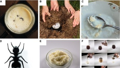 Wrzucili mrówki do mleka, zakopali na noc. Efekt? Przekonaj się sam!