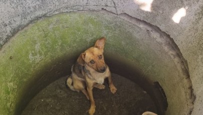 Wrzucili psa do studni. Teraz odpowiedzą za znęcanie się nad zwierzętami 