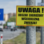 Wścieklizna na Mazowszu. Stołeczny ratusz alarmuje