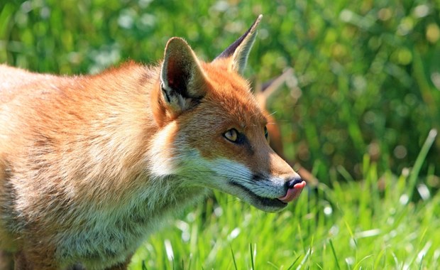 Wścieklizna w Lubelskiem. Wyznaczono obszar zagrożenia