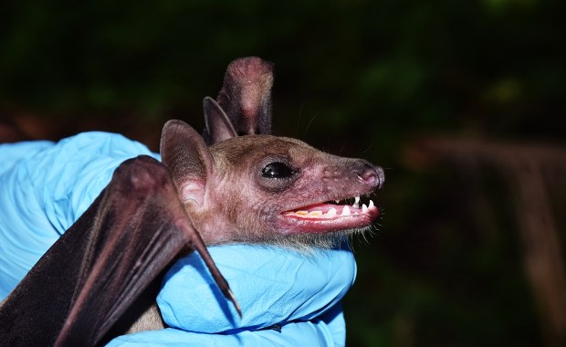 ​Wściekły nietoperz w centrum Poznania. Wyznaczono obszar zagrożony