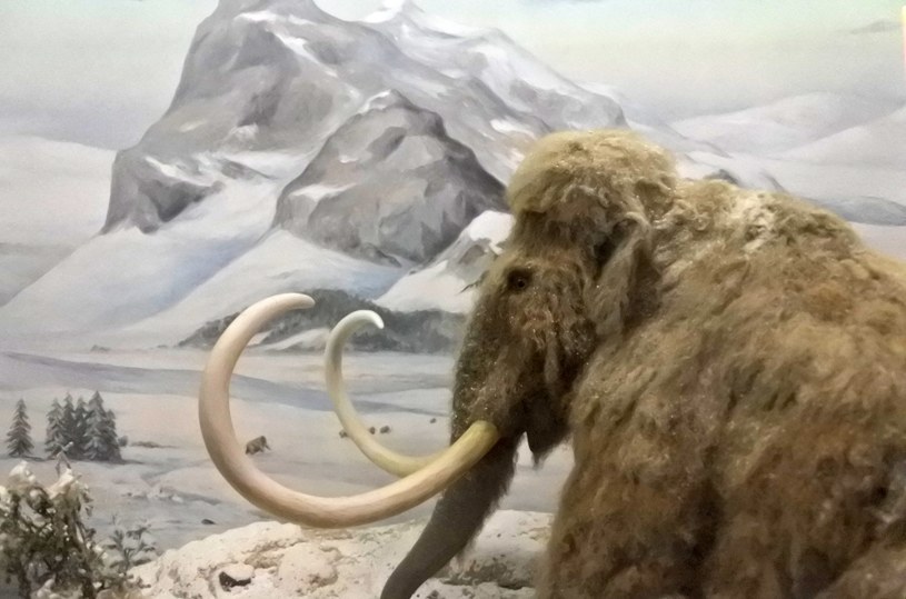 Wskrzeszenie mamuta jest jednym z najpopularniejszych zagadnień inżynierii genetycznej