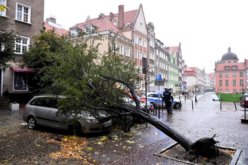 Wskutek silnego wiatru drzewo powaliło się na samochody w Gdańsku /Adam Warżawa /PAP