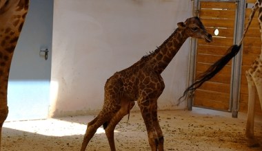 Wspaniałe narodziny w polskim zoo. Mała żyrafa rozczuliła wszystkich