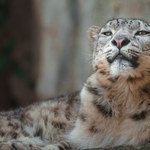 Wspaniały drapieżnik opuścił Polskę. Jest jednak nowy, lepszy plan