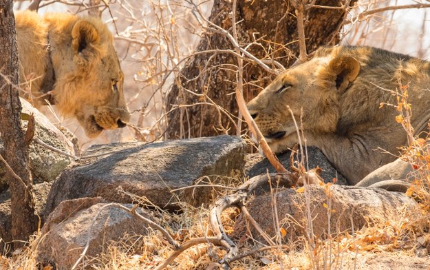 Wspólczesne bezgrzywe lwy z rejonu Tsavo /Fot. Michael Jeffords i Susan Post /Materiały prasowe