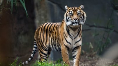 Wspólny bilet ogrodów zoologicznych w Łódzkiem