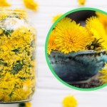 Wspomaga odchudzanie, obniża poziom cholesterolu. Jak zrobić ocet z mniszka lekarskiego?