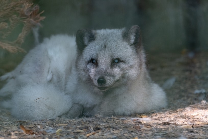 Wśród lisów hodowanych "na futra", są też lisy arktyczne /123RF/PICSEL