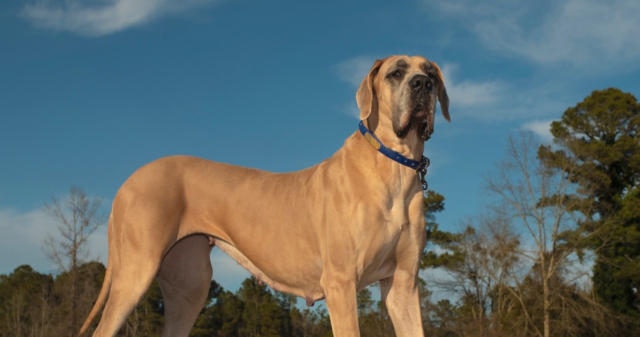 Wśród największych psów świata znalazł się również dog niemiecki /Pixel