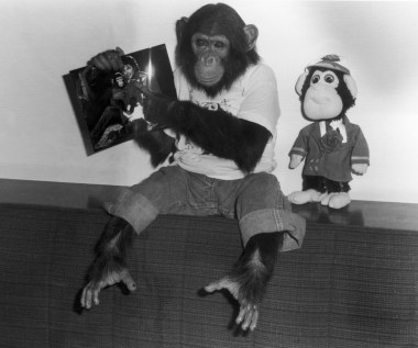 Wśród niezrealizowanych projektów reżysera znajduje się film "Bubbles". Miał on opowiadać o szympansie Michaela Jacksona.

Do realizacji "Bubbles" Waititi przygotowywał się od dłuższego czasu. "To jest z*******y scenariusz. Wspaniały pomysł - przedstawić historię z perspektywy szympansa. Ale teraz pracuję nad dwoma innymi projektami" - mówił reżyser w 2019 roku w rozmowie z serwisem Deadline.

Chociaż Waititi o tym nie wspominał, wydaje się, że duży wpływ na jego decyzję miała także premiera filmu "Leaving Neverland". W kontrowersyjnym dokumencie dwóch mężczyzn przedstawia historie molestowań, jakich miał dopuścić się Jackson, gdy ci byli nieletni. "Bubbles" miał być komedią, która przedstawi historię króla popu z punktu widzenia jego szympansa. 
 