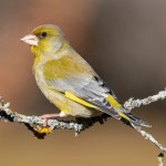 Wśród ptaków w karmniku pojawia się nagle ten zielony olbrzym. Kto to?