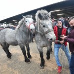 "Wstępy" w Skaryszewie. Najstarszy w Polsce jarmark koński przełożony na lipiec
