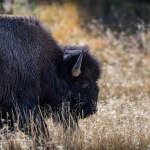 Yellowstone Wstrząsający atak bizona w Yellowstone. Wyrzucił turystę na kilka metrów