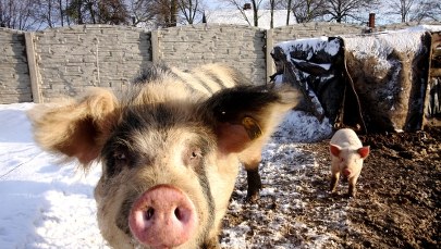 Wstrzymano import wieprzowiny ze stref z ograniczeniami