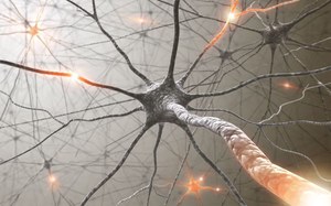 Wszczepione neurony zintegrowały się z mózgiem