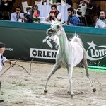 Wszczęto śledztwo ws. aukcji koni arabskich w Janowie Podlaskim