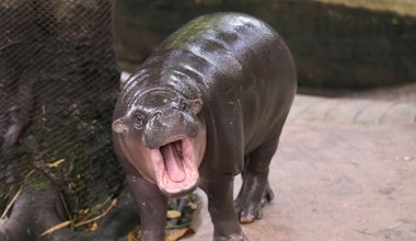 Wszedł na wybieg ze słynnym hipopotamem. Został aresztowany