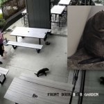 "Wszyscy byli w szoku". Nagle do baru weszła zaskakująca klientka