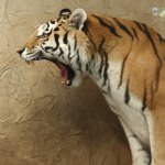 Wszyscy chcą być jak Tiber. W Chorzowie mają nowego tygrysa