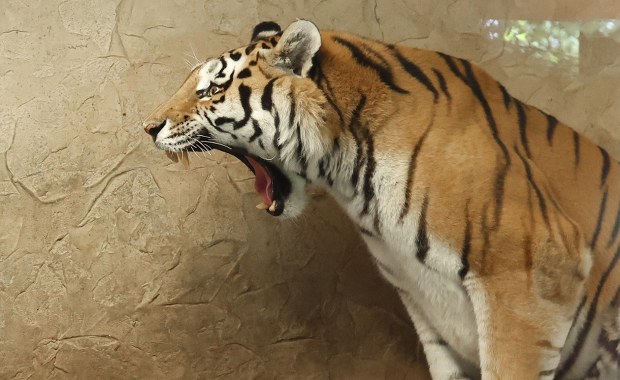 Wszyscy chcą być jak Tiber. W Chorzowie mają nowego tygrysa