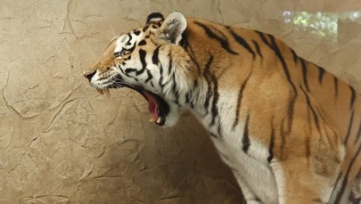 Wszyscy chcą być jak Tiber. W Chorzowie mają nowego tygrysa