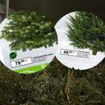 Wszyscy mówią o drogich choinkach – a ja znalazłam te najtańsze!